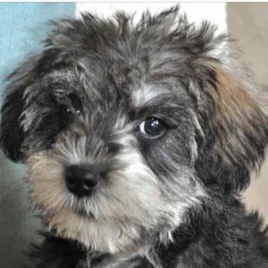 Meet your Posher, Rob